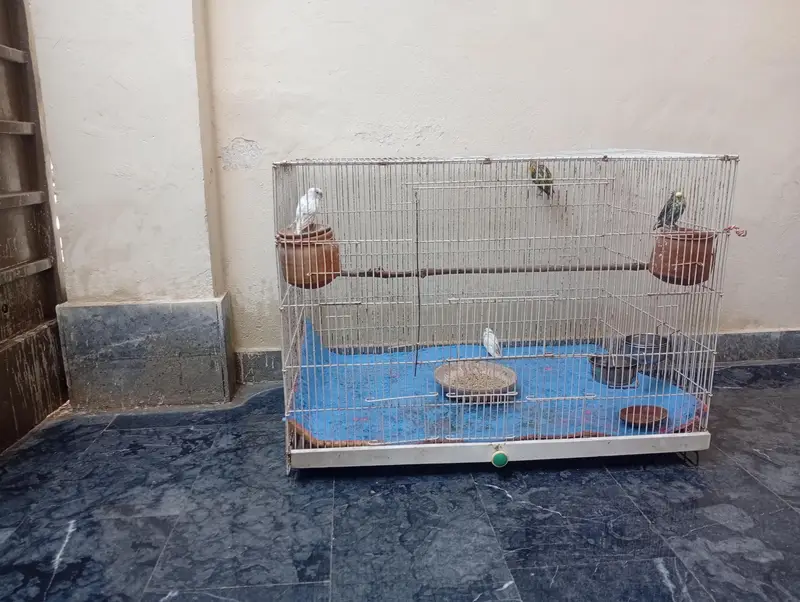 parits cage for sale best  love birds cocktail and bajris — photo 3