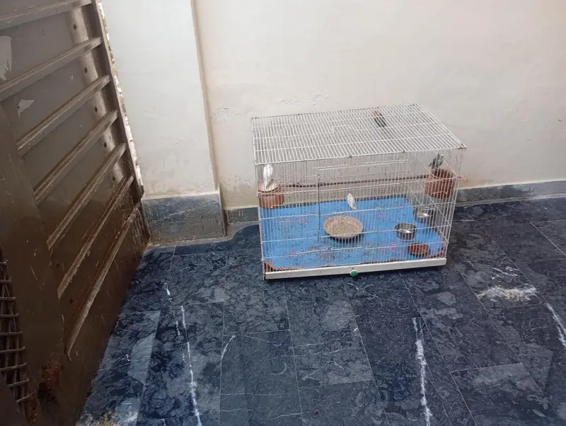 parits cage for sale best  love birds cocktail and bajris — photo 4