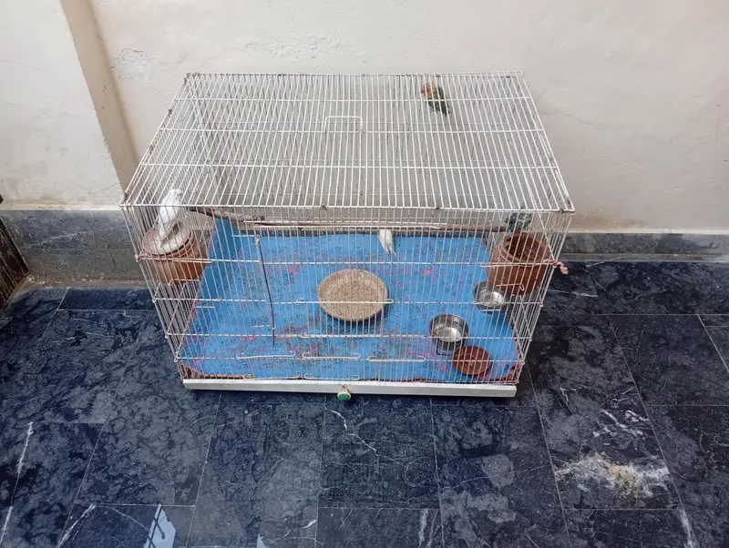 parits cage for sale best  love birds cocktail and bajris — photo 5