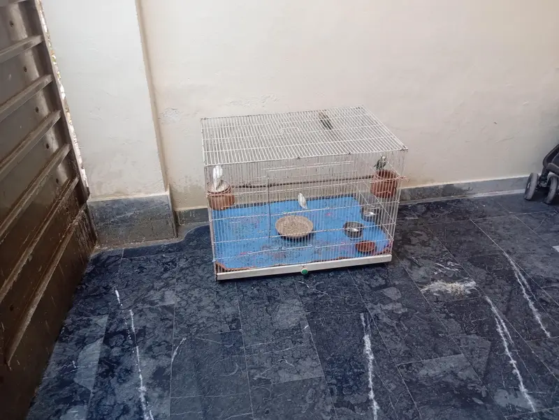 parits cage for sale best  love birds cocktail and bajris — photo 6