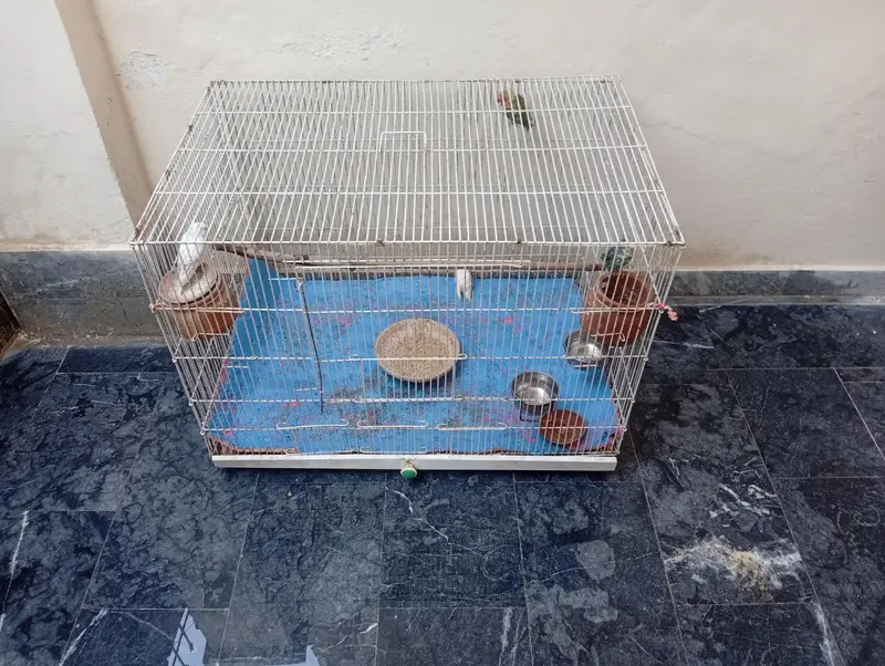parits cage for sale best  love birds cocktail and bajris — photo 7