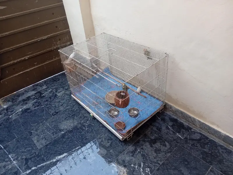 parits cage for sale best  love birds cocktail and bajris — photo 8