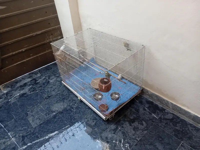 parits cage for sale best  love birds cocktail and bajris — photo 9