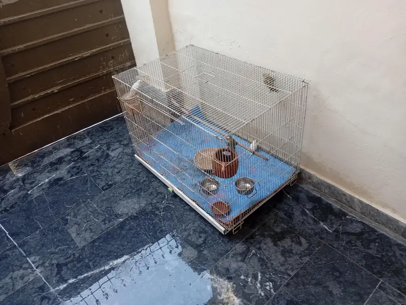 parits cage for sale best  love birds cocktail and bajris — photo 10