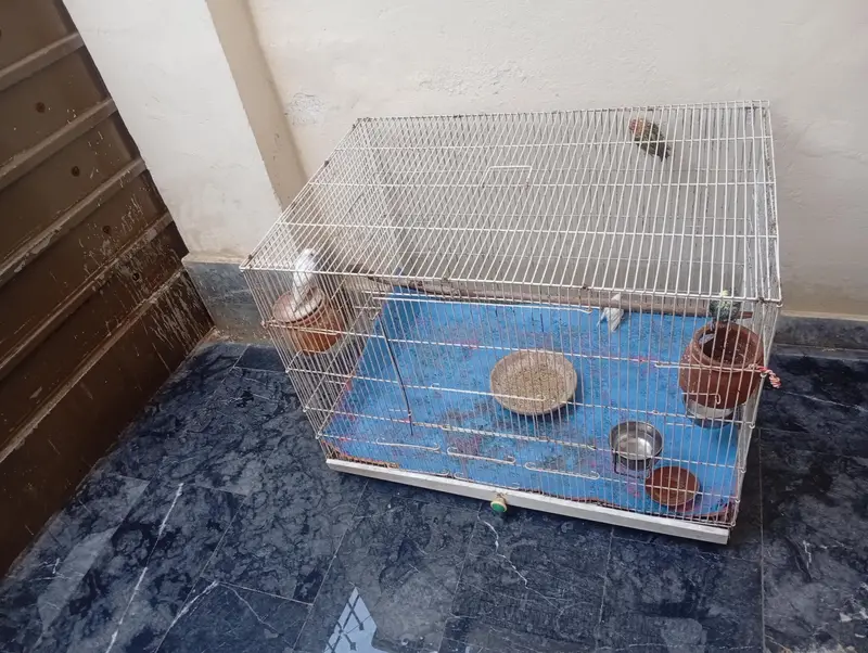 parits cage for sale best  love birds cocktail and bajris — photo 11