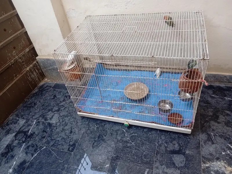 parits cage for sale best  love birds cocktail and bajris — photo 12