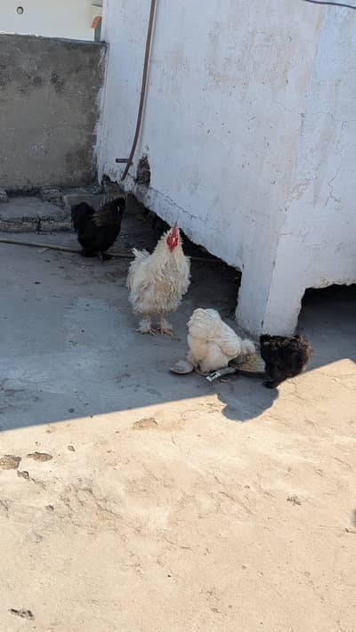 Aseel Heera , Silkie , frizzle Buff