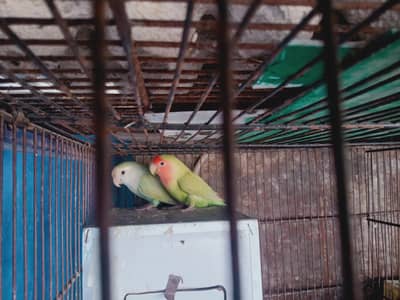 Love birds