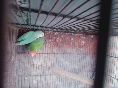 Love birds