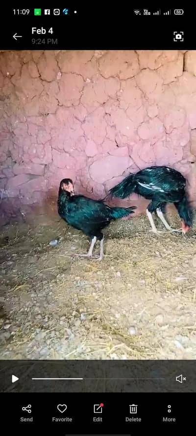 assel black lasani pair for sale allhamdulilah achi quality ka pair ha