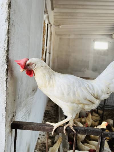 WHITE LAYER NOVOGEN BREED