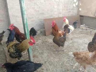 4 male Desi feed pe pale hoye