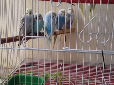 Budgies parrots | Rainbow parrots | Spangle budgies