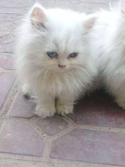 Persian kittens