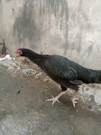 asel murgi kurak wali