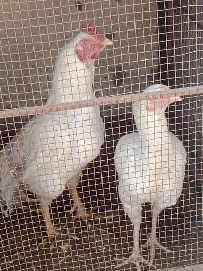 Aseel white Hira pair for sale 03006798911