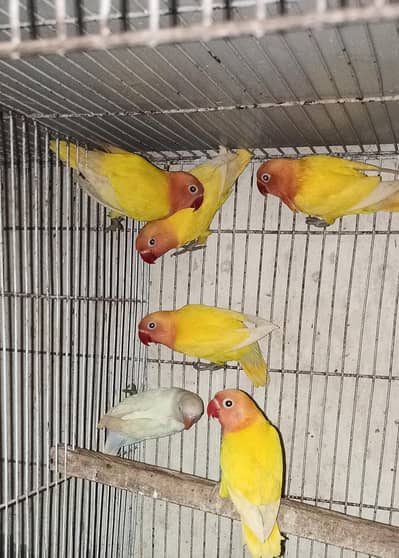 Latino parsanata available