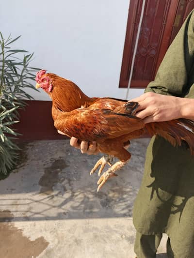 healthy and fresh desi rooster  for sale