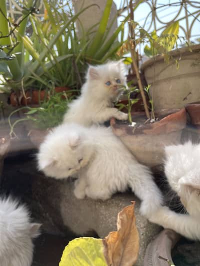 Persian kittens