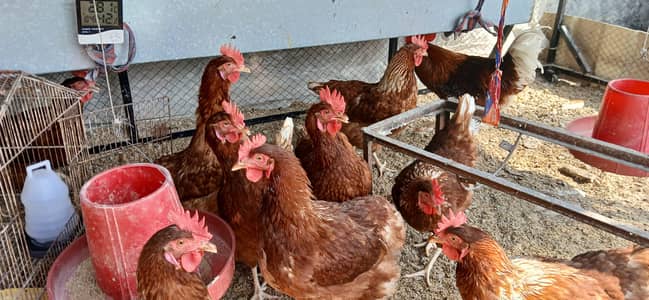 Lohman Brown Eggs Laying Hens With Heavy Rooster And Cage