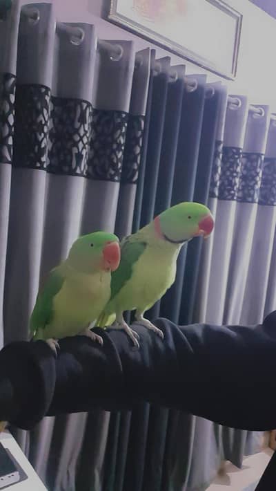 TAIM RAW parrots pair FOR SALE IN LAHORE