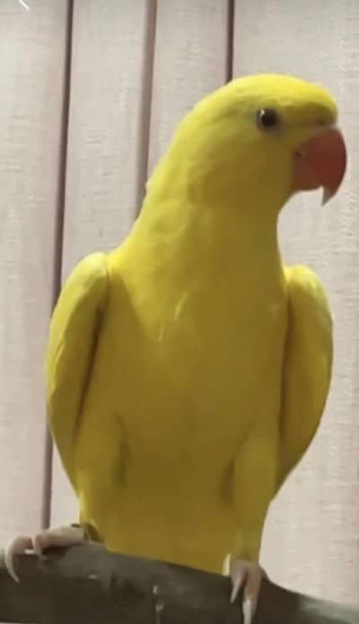 YELLOW RINGNECK FACE TO FACE TALKING PIECE
