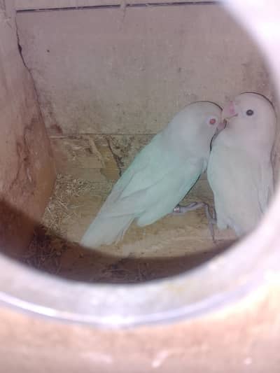 2 albino breader pair with cage 3 porshan