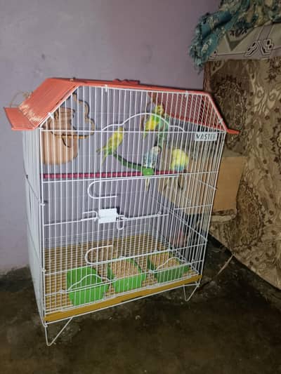 5 parrot  new cage for sale