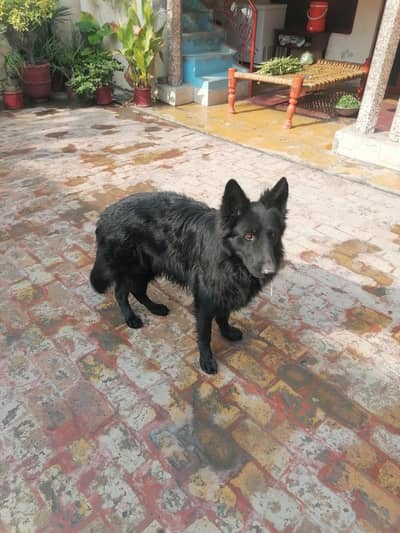German Shepard Black Tripple Coat