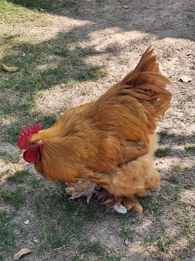 golden buff 4 months age big size healthy and active pair