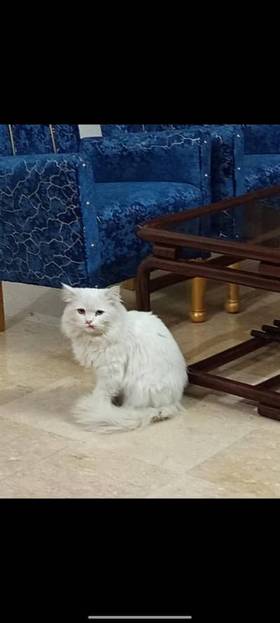 Healthy and active sab kuchh samajhti hai