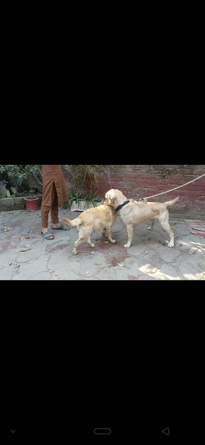 Labrador pair