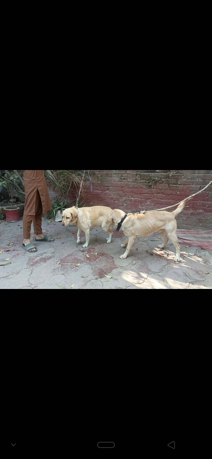 Labrador pair 1