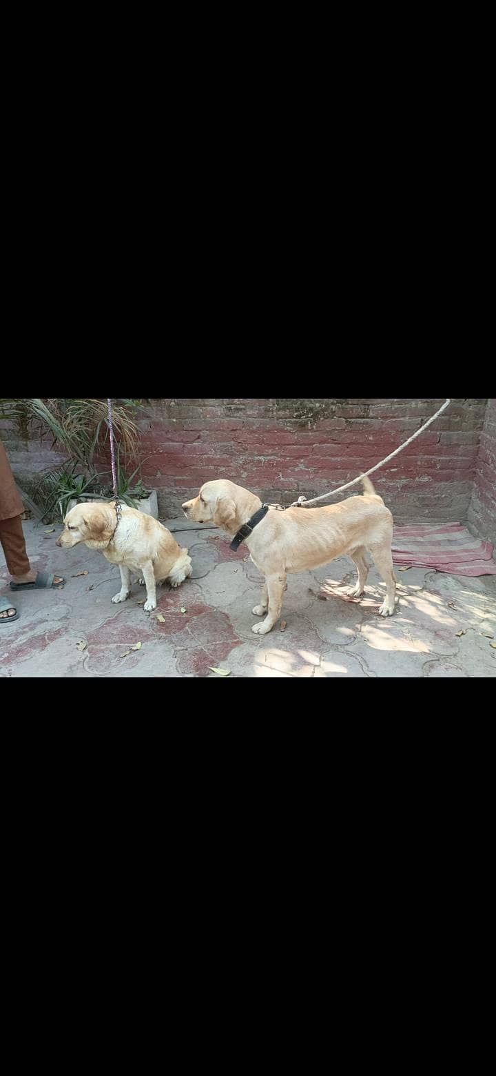Labrador pair 3