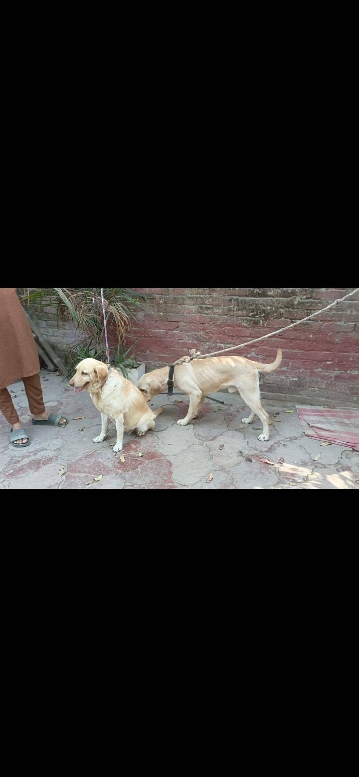 Labrador pair 4