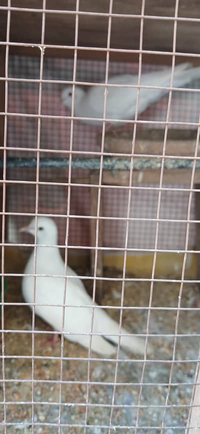 Khumry/ Doves Breeder Pairs for sale