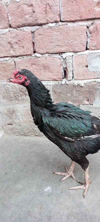 aseel male and  female