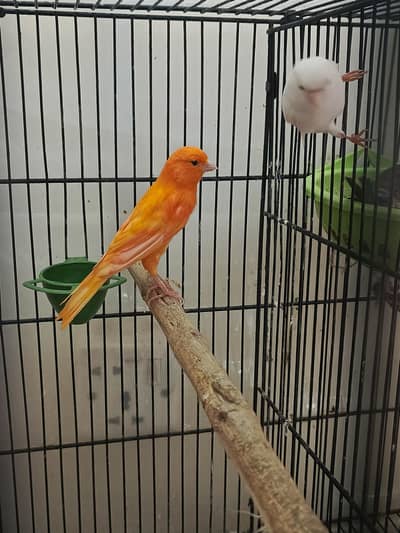Different Canaries for sale