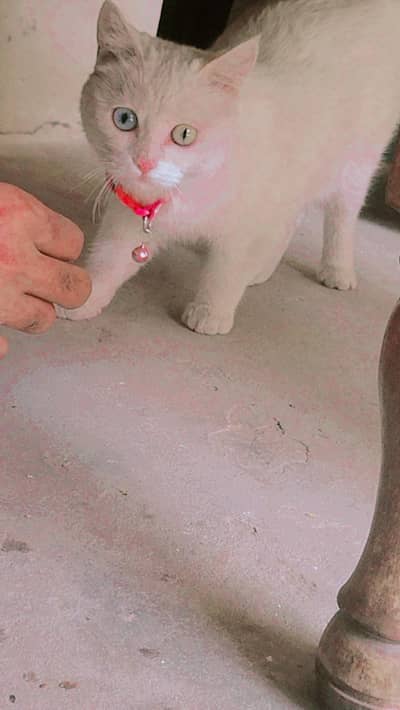 Persian cat age 9 months