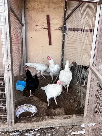 Heera Aseel and others total sale