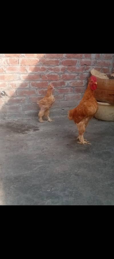 Heavy buff pair for sale  03441403150