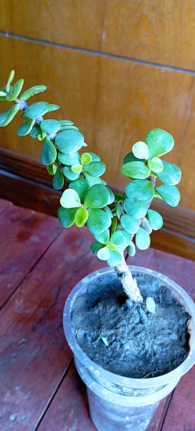 Live Jade Plant |for Office and Home | Free Delivery