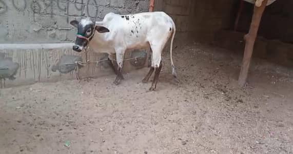 Qurbani 2026 bachiya for sale