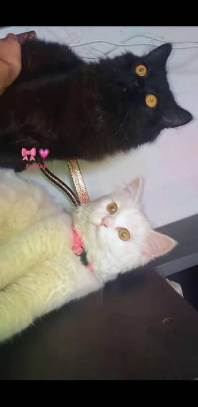 Persian cats duo (Male+female)for sale