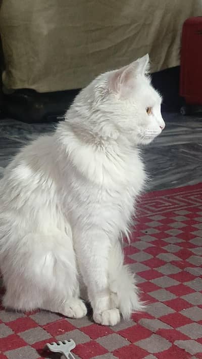 Adult Persian male cat fully trained and Healthy