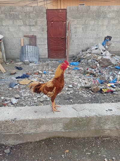 aseel murgh for sale