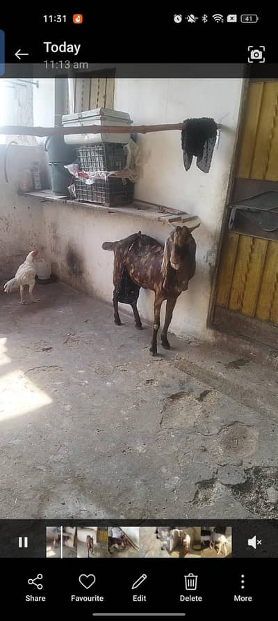 kamori aur aska bacha