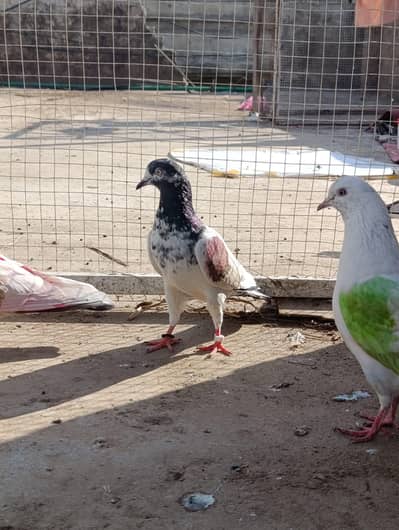 kabootar for sale and purchase