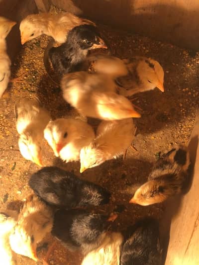 pure japani Shamo Import pure quality