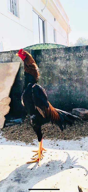 pure japani Shamo | hight quality chicks | king size real breed ...